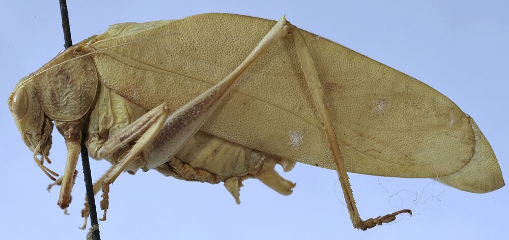 CollectionObject 1539788; a7f43d3a-def6-44be-af2f-2e73d109fb49: male habitus, lateral view (holotype). (CollectionObject).