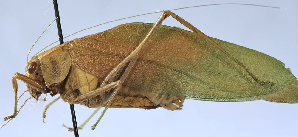 CollectionObject 1475826; 5decfe62-740e-48c9-b15b-513a4aaebbc6: male, lateral view (syntype). (CollectionObject).