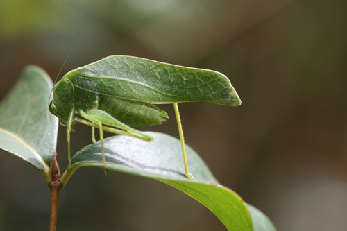 Eurycorypha meruensis Sjöstedt, 1910: 2011. male (Kilimanjaro, Kidia). (Otu).