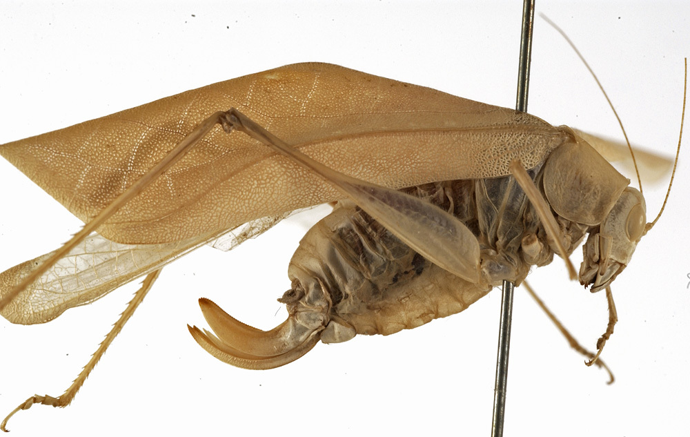 CollectionObject 1529762; e99e1f97-27e4-4162-a42f-a6fc27140628: female, lateral view (holotype). (CollectionObject).
