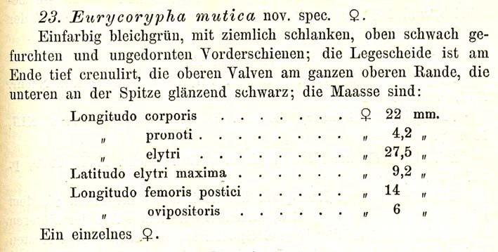 Eurycorypha mutica Karsch, 1892: p. 327. original description. (Otu).