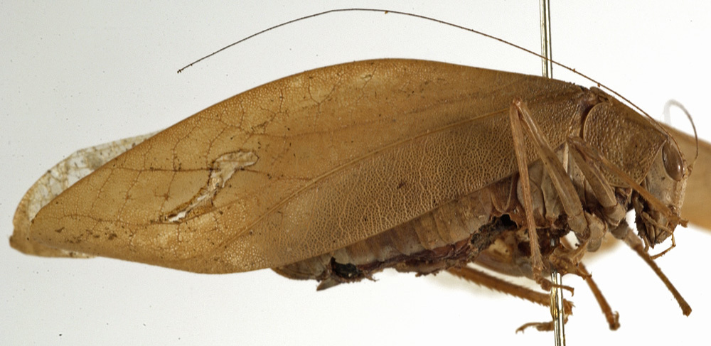CollectionObject 1529763; dd3fb997-e247-416e-85a9-9302c7e3e802: female, lateral view (holotype). (CollectionObject).