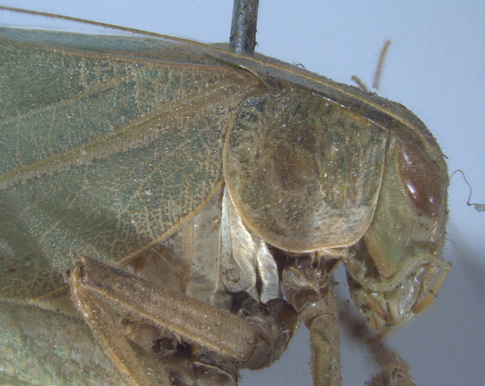 CollectionObject 1532210; c18ad2fb-008b-45cc-9c39-4e519b015791: female, anterior portion of body, lateral view (holotype). (CollectionObject).