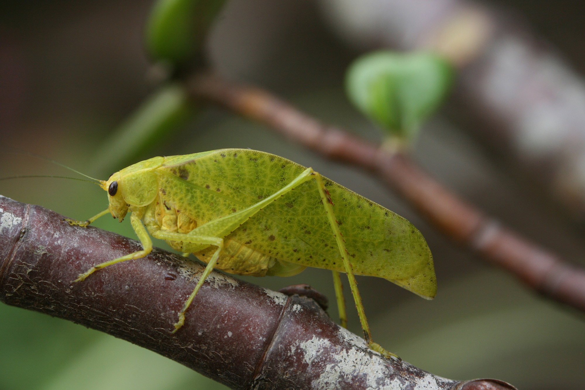 Eurycorypha punctipennis Chopard, 1938: 2013. female. (Otu).