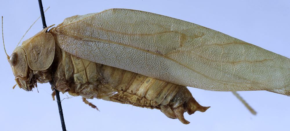 CollectionObject 1539790; f164b6af-aa02-4790-9a25-2912f84dbb57: male habitus, lateral view (holotype). (CollectionObject).