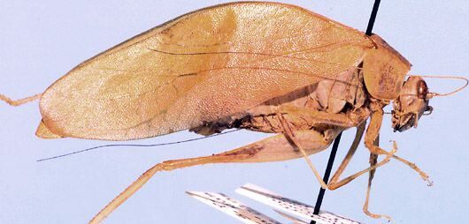 Eurycorypha strangulata (Walker, 1869): male, lateral view (Cameroon, Lolodorf). (Otu).