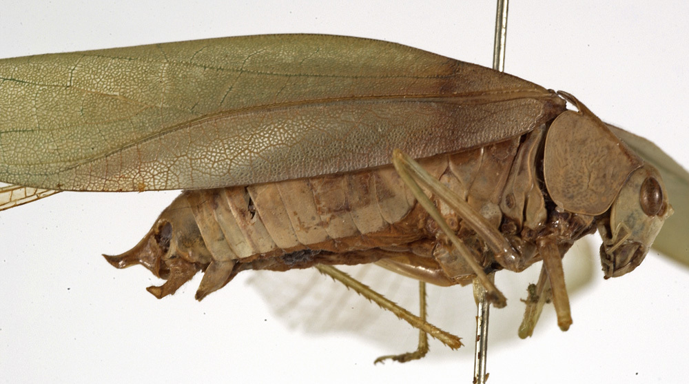 CollectionObject 1530599; de3231a2-194d-4508-9f96-1f0b3da9de2a: male, lateral view (holotype). (CollectionObject).
