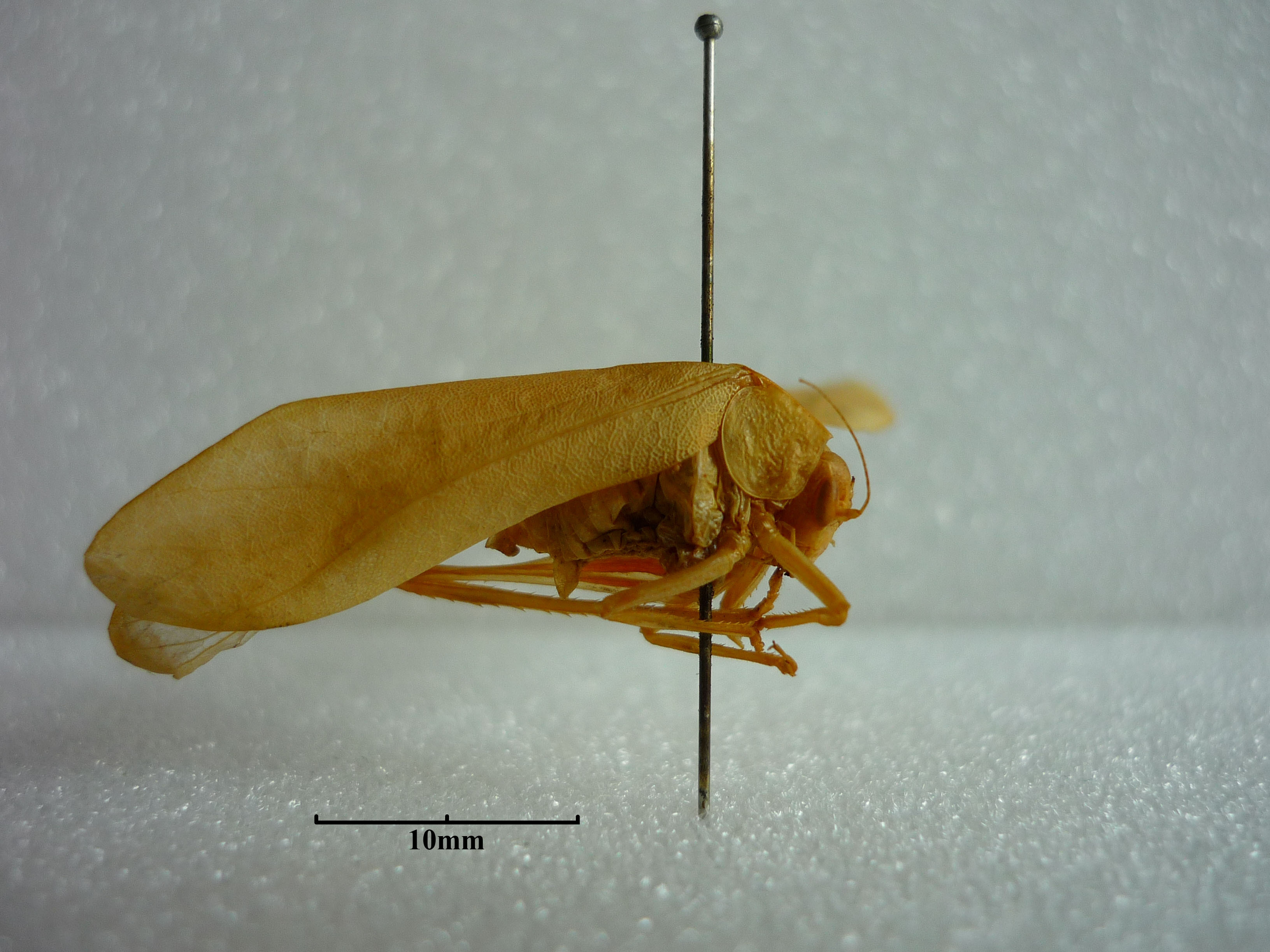 CollectionObject 1543527; 07141466-68fe-499b-886c-49de409b678c: 2012. male, lateral view (syntype). (CollectionObject).