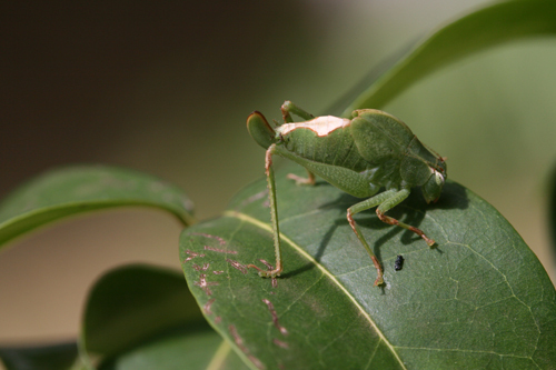 Eurycorypha varia Brunner von Wattenwyl, 1891: 2011. female nymph (Kilimanjaro, lower montane rainforest on southern slope, 1700 m). (Otu).