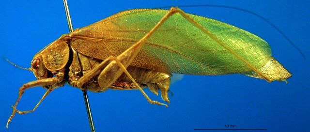 CollectionObject 1500555; 6488bc68-78d6-476c-b1a7-971750541484, DORSA BTeurvelS01: male, lateral view (syntype). (CollectionObject).