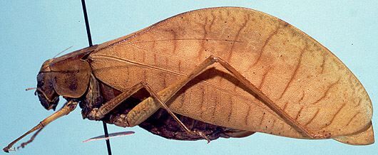 CollectionObject 1522516; 6f3203e5-b618-4c60-a8c0-c5c743fd4eae: female, lateral view (holotype). (CollectionObject).