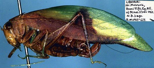 Monteiroa nigricauda Ragge, 1980: female, lateral view (paratype). (Otu).