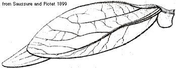 Orophus mexicanus (Saussure, 1859): wings. (Otu).
