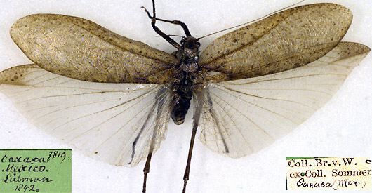 Orophus tessellatus (Saussure, 1861): male, dorsal view (possible syntype). (Otu).