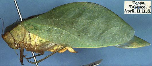 CollectionObject 1517326; 384c4808-bf19-4a26-aead-967c73471967: male (holotype), tegmina length 35 mm (Saussure & Pictet, 1898). (CollectionObject).