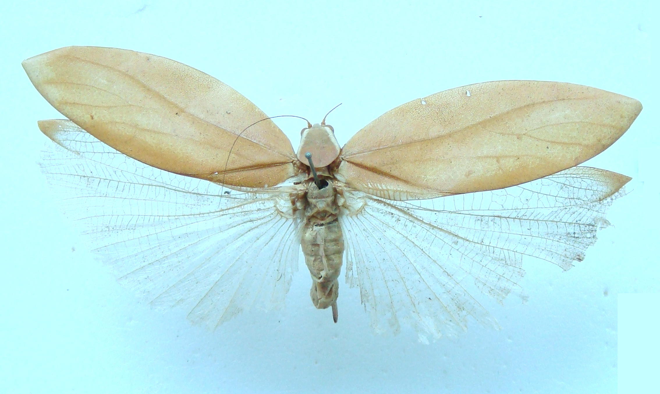 CollectionObject 1505876; 782601dd-3a03-459e-955f-7eb8fb247521: female, dorsal view (syntype). (CollectionObject).