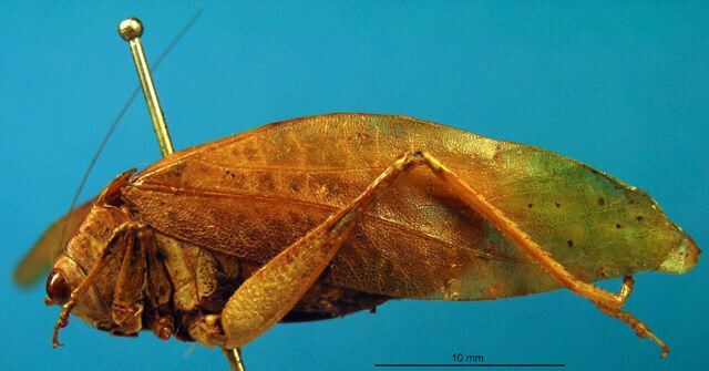 CollectionObject 1475891; a35e8c9e-4a7d-4a67-8ca0-4b772b447290, DORSA BTplagutS01: female, lateral view (syntype). (CollectionObject).