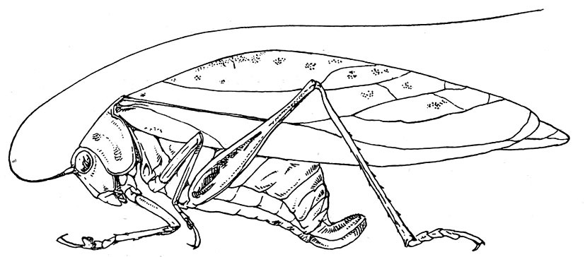 Plangia karschi Chopard, 1954: Fig. 13. female habitus (tegmen length 27 mm, hind femur 16 mm, ovipositor 4.5 mm). (Otu).