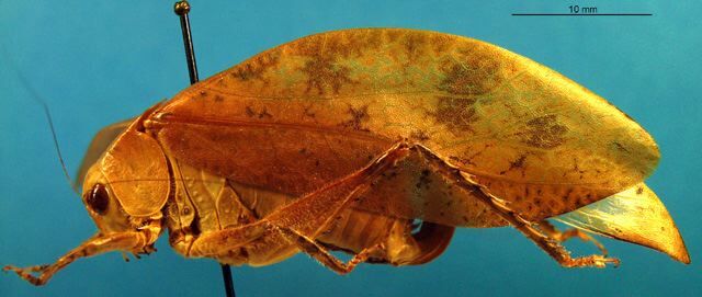 CollectionObject 1500580; ca4175a4-93b0-4335-8bb4-fa5c08b7f52d: female, lateral view (holotype). (CollectionObject).