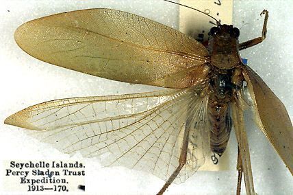 CollectionObject 1535182; 55811f77-a6d9-489b-93ed-4557a4cc5734: male, dorsal view (holotype). (CollectionObject).