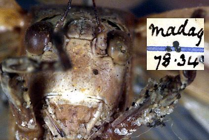 CollectionObject 1517350; 458ff298-67ca-4994-90be-83ee3473a489: male head, frontal view (holotype). (CollectionObject).