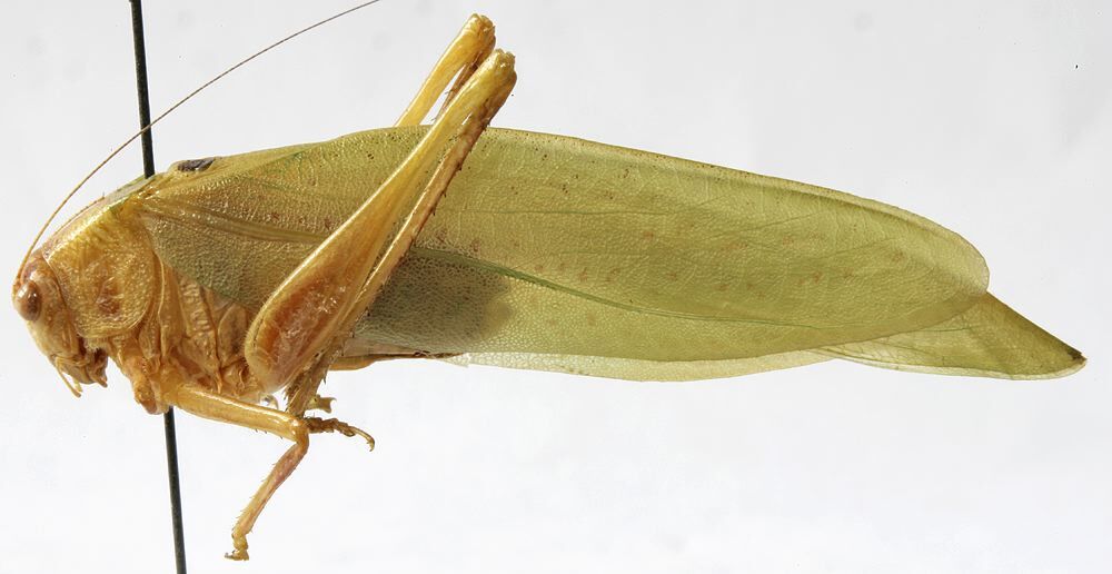 Plangia unimaculata Chopard, 1955: male habitus, lateral view. (Otu).