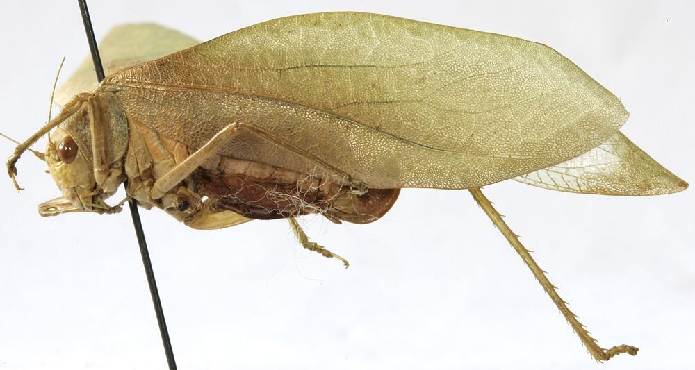 CollectionObject 1539807; f79a8bd8-ed85-447a-b901-27aa8cbb15fd: female habitus, lateral view (holotype). (CollectionObject).