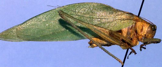 Apoballa errabunda Brunner von Wattenwyl, 1878: male, lateral view (specimen from Veracruz). (Otu).
