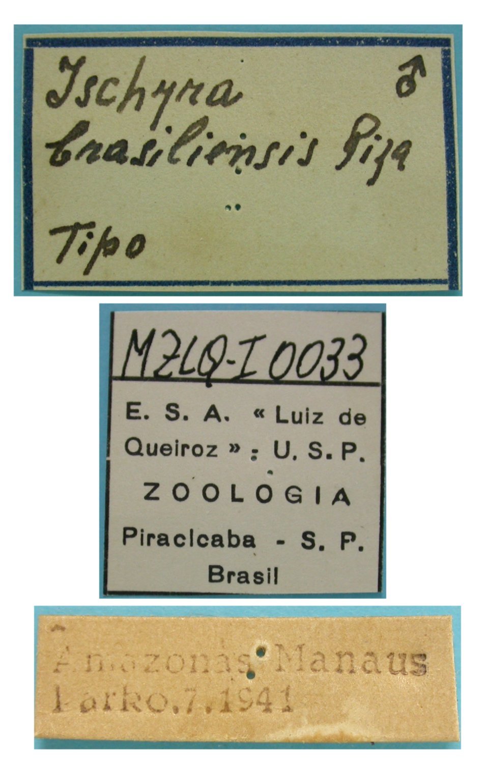 CollectionObject 1542887; DEES MZLQ-I0033, 5de21ac6-e706-40b7-bc97-a0f4772e7759: male, labels (holotype). (CollectionObject).