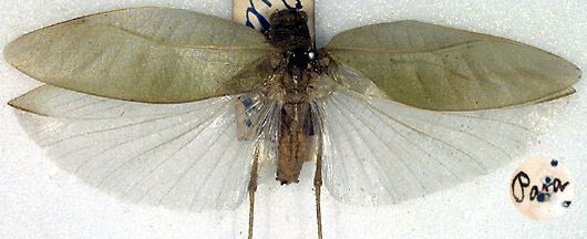 CollectionObject 1517293; 2fe4301c-c539-4e14-9041-c49f99caa62a, NHMUK013803959: male, dorsal view (holotype). (CollectionObject).