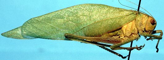 Ischyra vepretorum Saussure & Pictet, 1898: male (homotype = compared with holotype). (Otu).