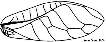 Tropicophyllum zonatum (Giglio-Tos, 1898): male right tegmen (Rossophyllum clausum). (Otu).