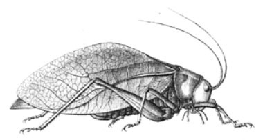 Lobophyllus legumen (Saussure, 1859): Fig. 12. female habitus (tegmen length 40 mm). (Otu).