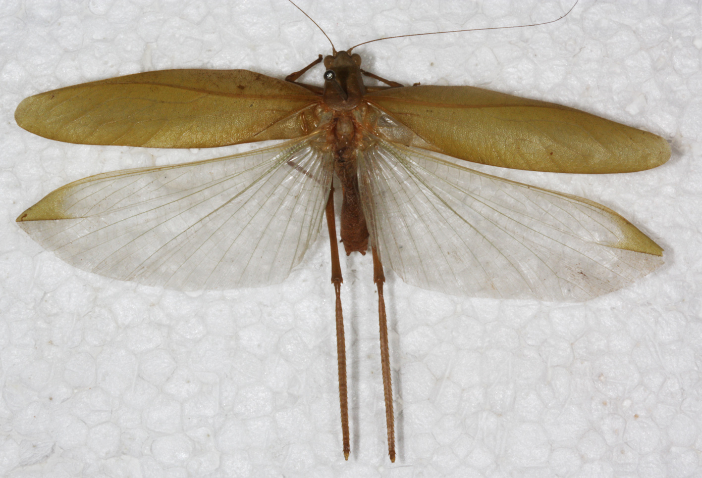 CollectionObject 1532241; NMW 379, 59ea761b-7033-4091-b336-b3fe8218589b: male, dorsal view (syntype). (CollectionObject).