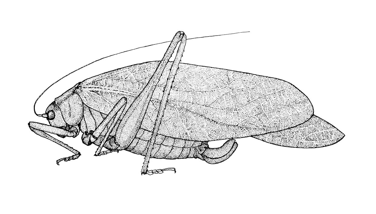 Microcentrum californicum Hebard, 1932: Plate 20, Fig. 4 (after allotype). female habitus. (Otu).