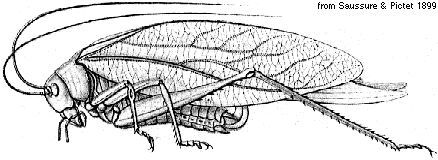 Microcentrum lanceolatum (Burmeister, 1838): female. (Otu).