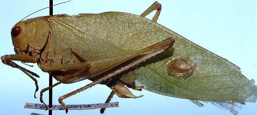 CollectionObject 1522550; 76c5232a-6211-4835-8399-b2cd28978573: male, lateral view (holotype). (CollectionObject).