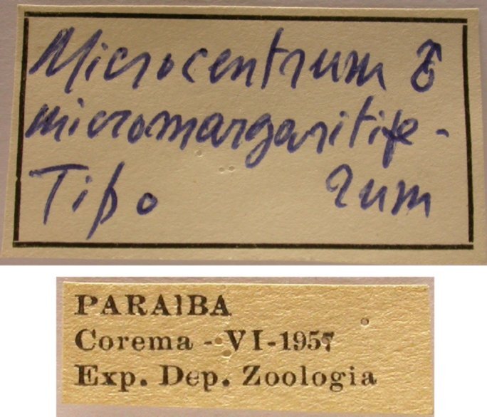 CollectionObject 1542746; a7d2500c-fbda-4f77-b0cd-d1022e2b0f49: labels (holotype). (CollectionObject).
