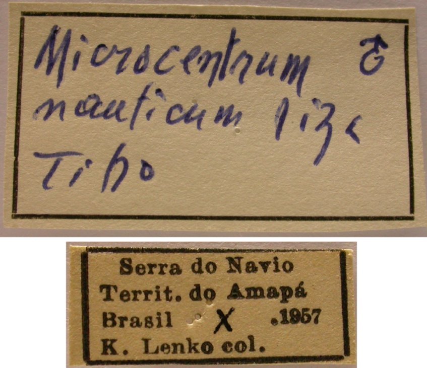 CollectionObject 1542747; f35d8189-d33b-47b2-8bc8-011721d3064a: male, labels (holotype). (CollectionObject).