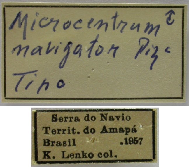 CollectionObject 1542748; 17fae1c1-0b5b-404e-8339-221b1f72dc8e: male, labels (holotype). (CollectionObject).