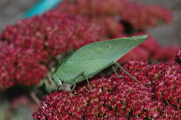 Microcentrum rhombifolium (Saussure, 1859): 1-Oct-06. female (from Ohio, Licking County). (Otu).