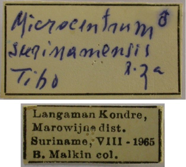 CollectionObject 1542749; b24448db-e91c-4b90-9fcb-5e5b8bae991e: male, labels (holotype). (CollectionObject).