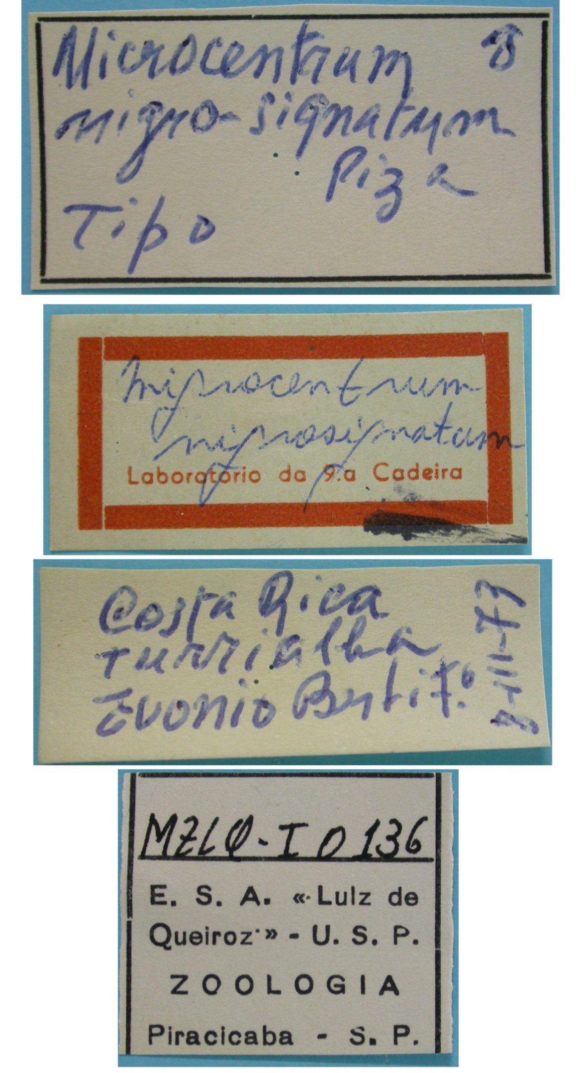 CollectionObject 1542751; DEES #10137, e192e6cc-137b-499c-9a68-7e4964816049: male, labels (holotype). (CollectionObject).