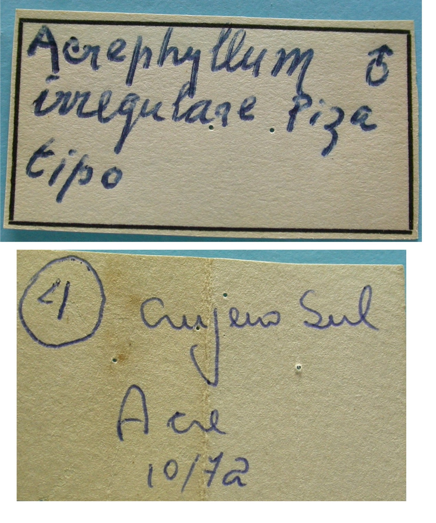 CollectionObject 1542796; 3b49401a-37ea-41cf-b694-1d3772f3b46f: male labels (holotype). (CollectionObject).