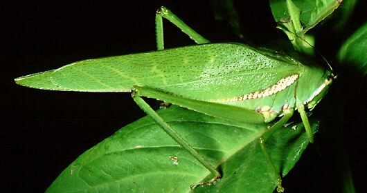 Philophyllia guttulata Stål, 1873: male (Costa Rica). (Otu).