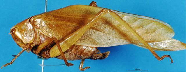 CollectionObject 1505007; 03e407a6-34e9-414f-a21b-90032a9ad21b, DORSA D025TF01: female, lateral view (syntype). (CollectionObject).