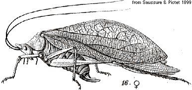 Petaloptera zendala (Saussure, 1859): female habitus (tegmina length 40 mm). (Otu).