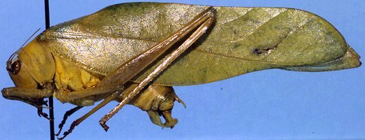 Phoebolampta cubensis Rehn, 1907: male, lateral view (Cuba, Santiago). (Otu).