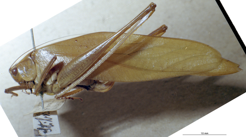 CollectionObject 1503408; MBBJ 3226120, 6f56c2ea-80e7-44cc-82fb-6133fd3a41bd: female, lateral view. (CollectionObject).