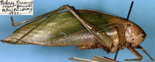 CollectionObject 1517374; 5af5919a-72eb-4015-a5b0-101b35d703fd: male (holotype). (CollectionObject).